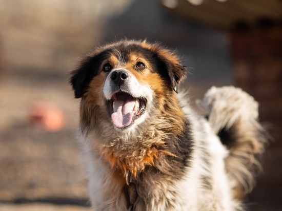 «Бездомный пес» снова выиграл торги на отлов собак в Красноярске