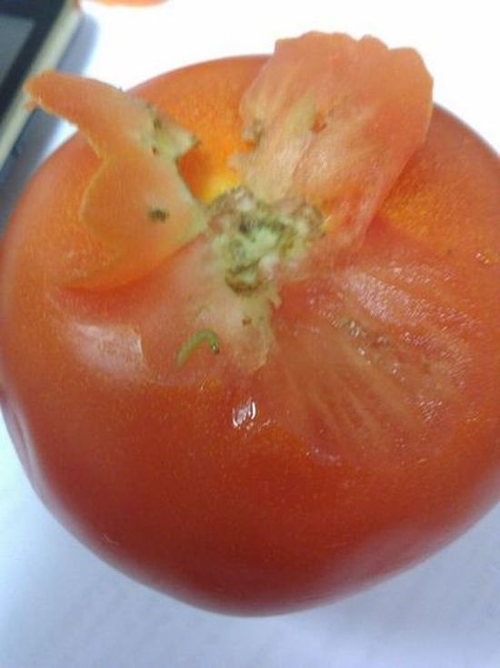 В Петербурге из Марокко привезли на продажу зараженные томаты