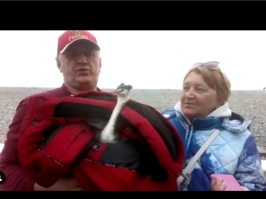 Жители Сочи и журналисты спасли дикую птицу чомгу
