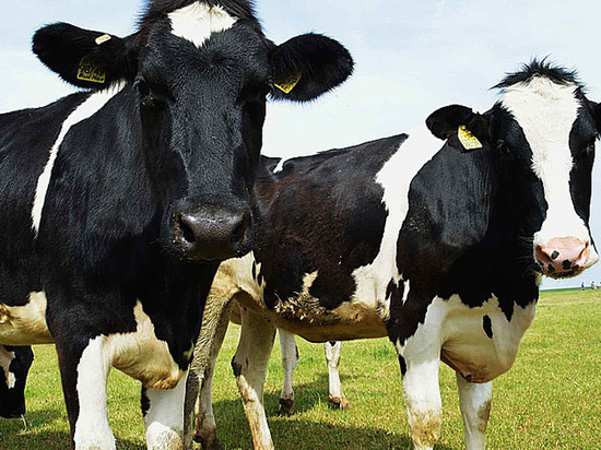На востоке Крыма из-за голода погибло 30 коров