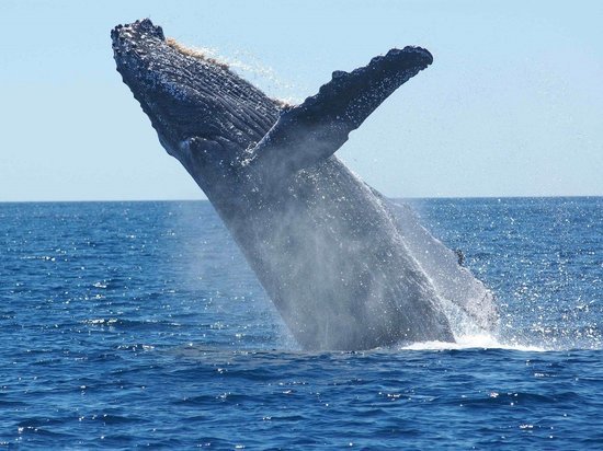 К черту самовары: туляк вез на родину позвоночник кита
