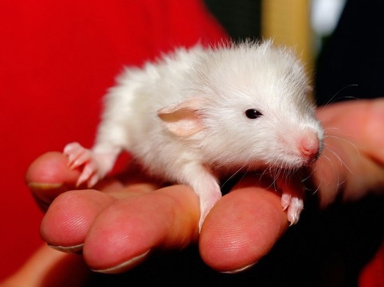 Российские ученые научили крыс «ставить диагноз» человеку