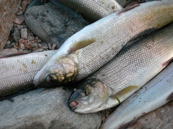 В Бурятии две бригады Кабанского рыбозавода выловили за день по одному окуню