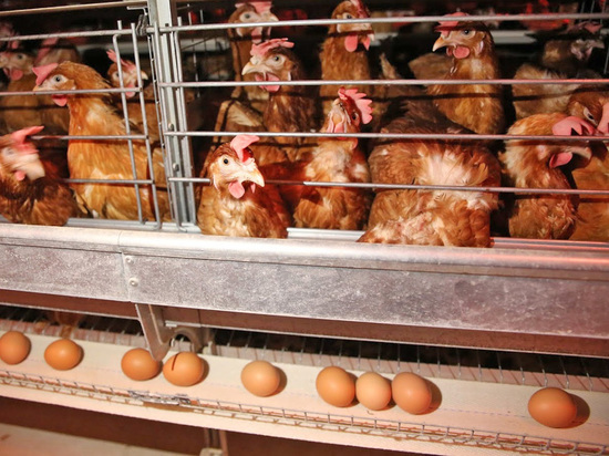 Волгоградцам рассказали, от чего зависит качество куриных яиц и мяса