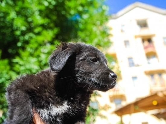 В Волжском потратят больше миллиона рублей на бездомных собак