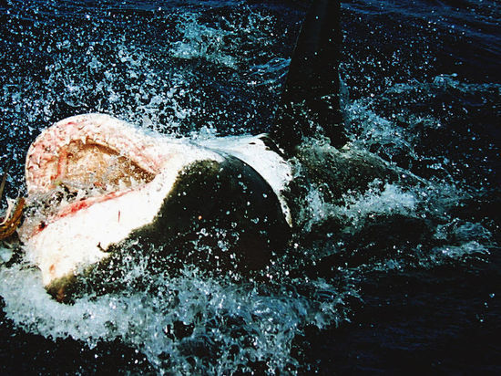 Бесстрашный серфер обругал и ударил акулу в Новой Зеландии