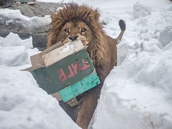 В Новосибирском зоопарке лев растерзал «Тигра»