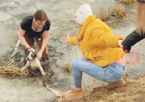 Алина Наумова, детский врач и многодетная мама из подмосковных Мытищ, гуляла с младшими детьми рядом с прудом, когда ее собака внезапно вырвала поводок и бросилась по льду догонять уток