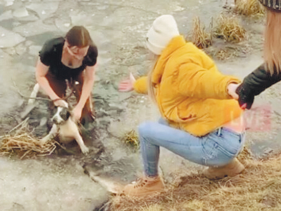 Многодетная мать раскрыла подробности спасения собаки из ледяного пруда