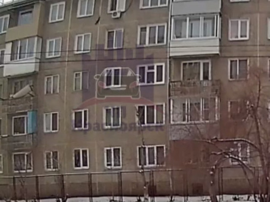 «Невиданное живодерство»: в Красноярске выбросили той-терьера с пятого этажа. Виновника уже нашли