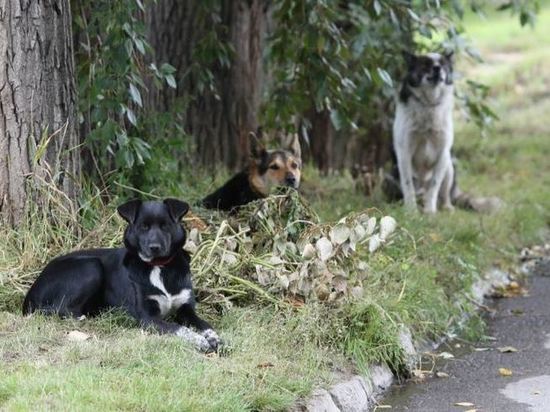 СМИ: в Красноярске нашли еще одно тело со следами укусов собак