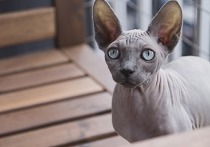 Один из устроителей закрытой в Пскове в начале января контактной выставки кошек «КотеТерапия» вновь набирает животных
