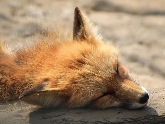 Численность лисиц в Саратовской области снизилась почти в два раза