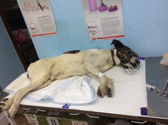 В Ростовской области ветеринары спасли собаку с поражениями кожи и травмой таза