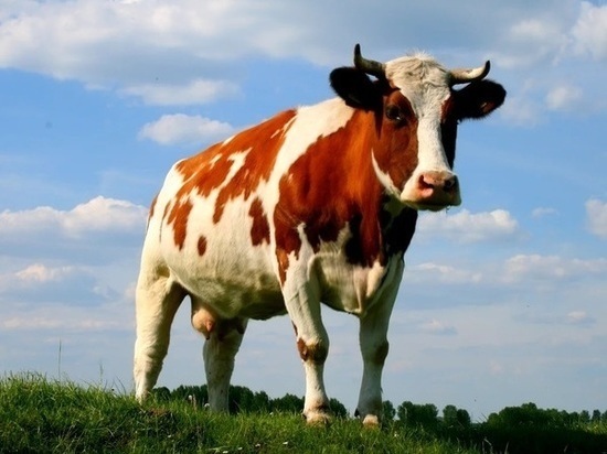 Второй случай бешенства выявили у коровы в Ростовской области