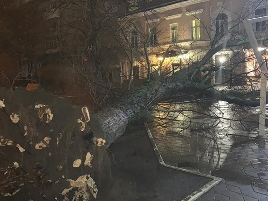 В Ростове из-за ветра дерево упало на провода и задело частный дом