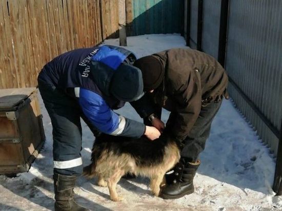 В Улан-Удэ заработают передвижные пункты вакцинации домашних животных