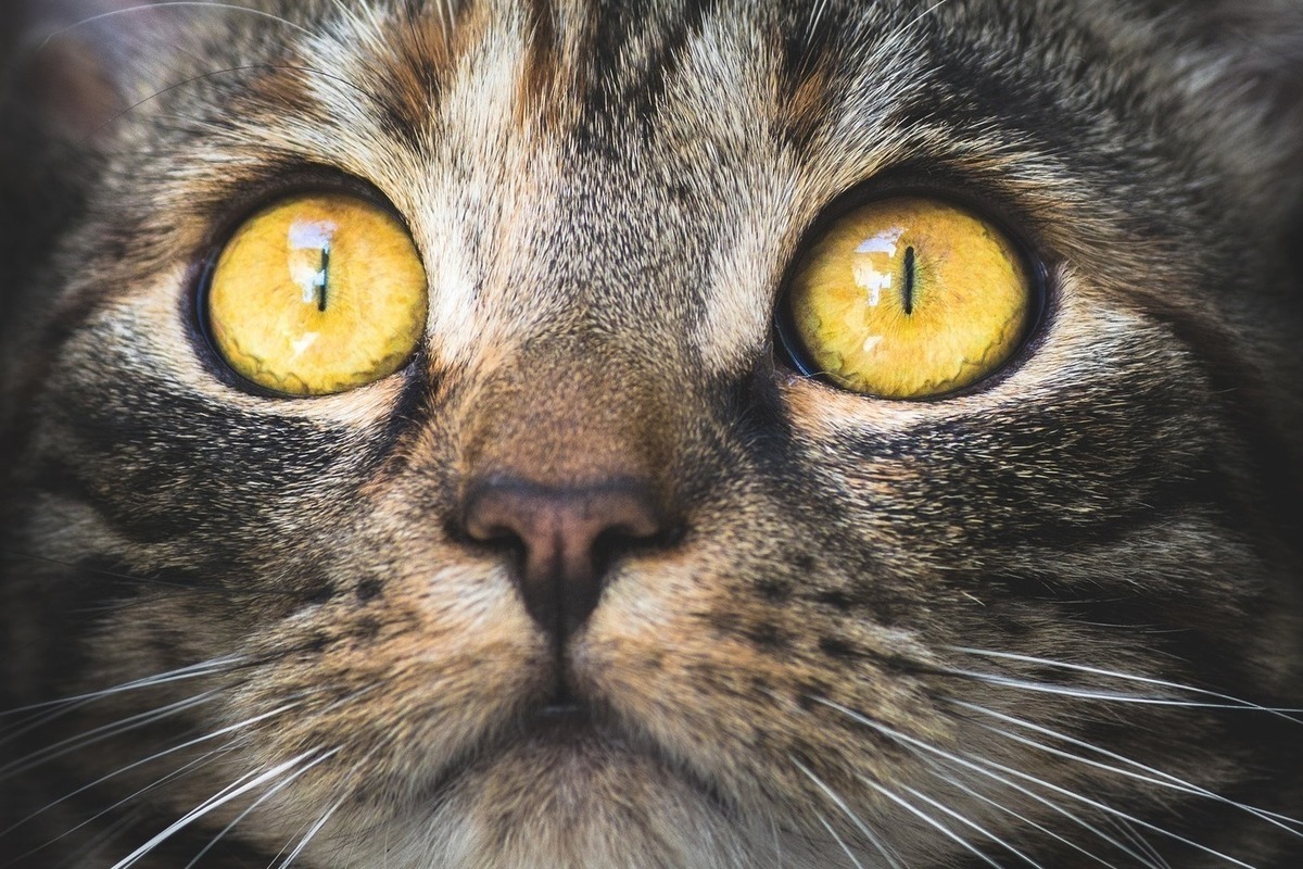 Котов назвали наиболее вероятным источником коронавируса 