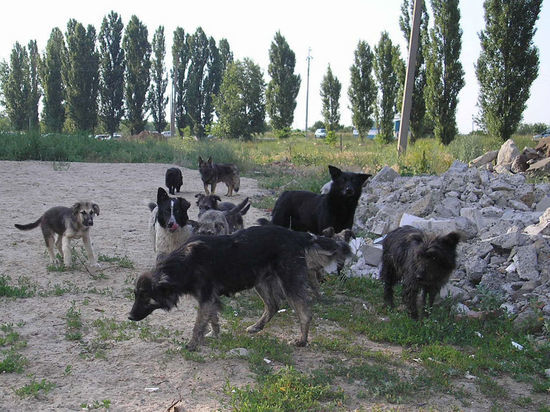 «Будут выезжать бригады и убивать»: в соцсетях появились фейки о массовой «зачистке» собак в Красноярске