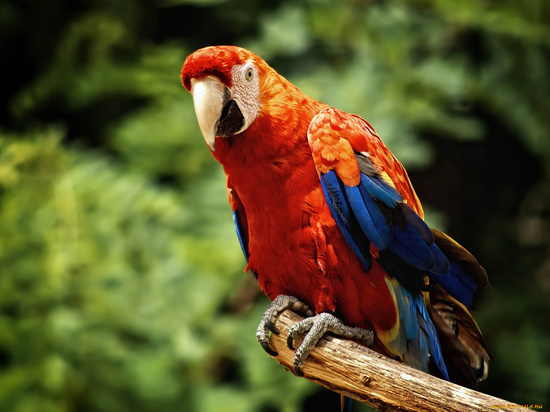 Из Екатеринбурга «депортировали» попугаев-нелегалов