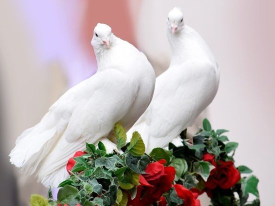  В Туле состоится выставка голубей
