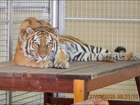 Новосибирский зоопарк отправил амурскую тигрицу арабам