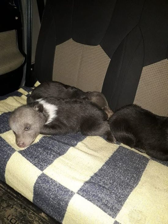 В Ленобласти лесорубы спасли трех замерзающих медвежат