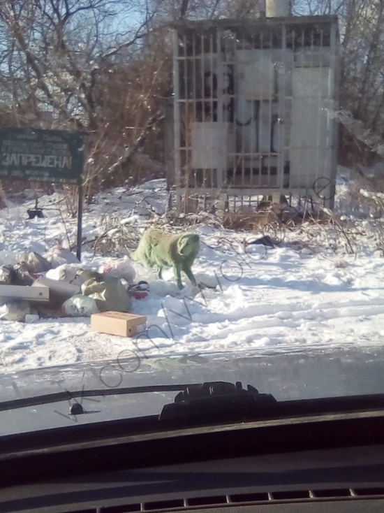 Жители города в Тверской области увидели зеленую собаку