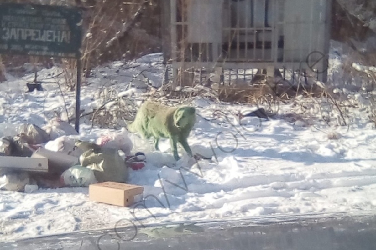 Собаки вышний волочек. Собаки в Вышнем Волочке.