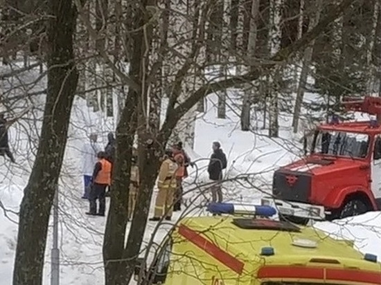 В Ижевске погиб человек, на которого упало дерево