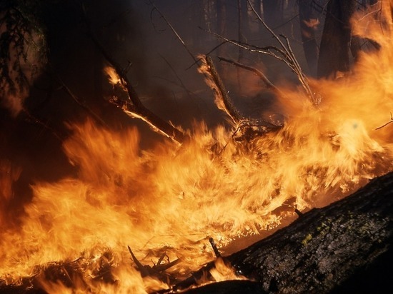 Повышение уровня пожарной опасности в лесах Забайкалья ожидается весной