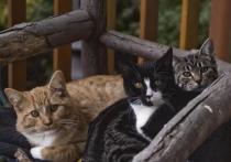 С 2004 года в России 1 марта отмечается как День кошки
