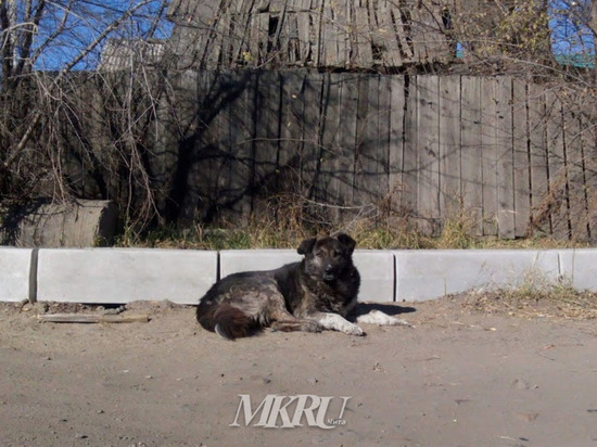 Больше всего безнадзорных собак - в гаражных кооперативах Читы
