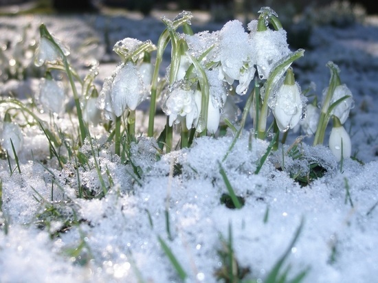 Настоящая весна придет в Алтайский край 2 марта