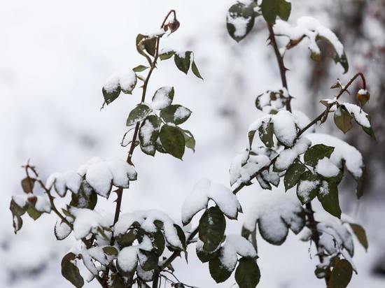 Волгоградские лесники заготовили 61 тонну снега для сеянцев