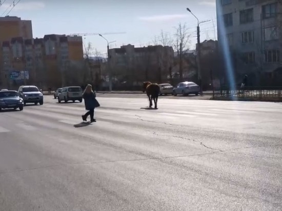 Конь вышел на прогулку по дороге в Чите