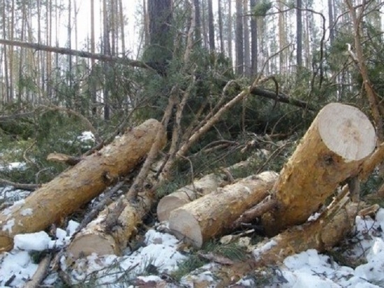 Брянский лесник незаконно рубил деревья