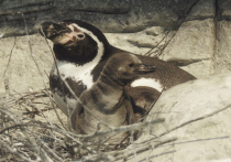Пятеро пингвинят, вылупившихся в столичном зоопарке, пополнят коллекцию других зоопарков страны