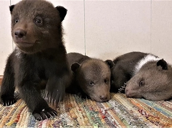 Спасенные в Ленобласти медвежата отказываются от еды