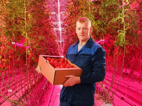 В Ивановской области впервые в мире научились выращивать томаты и огурцы в условиях закрытого пространства без доступа естественного света