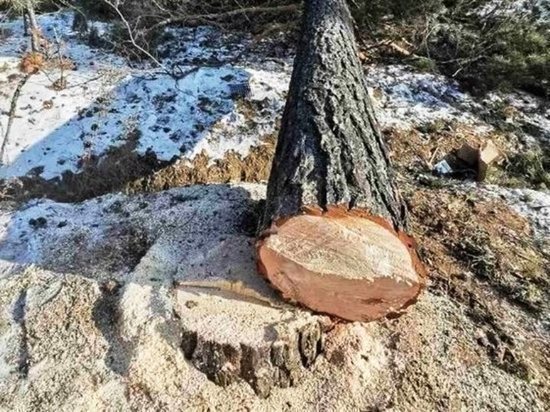Участки с вырубленным лесом в Атамановке были выданы незаконно
