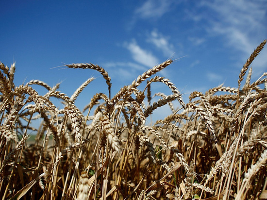 330 млн рублей направят на страхование посевов в Краснодарском крае