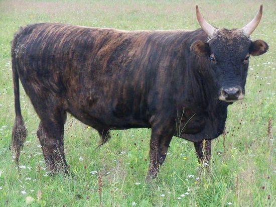 Ученые из Бурятии подарили Владимиру Путину быка-производителя тигровой масти