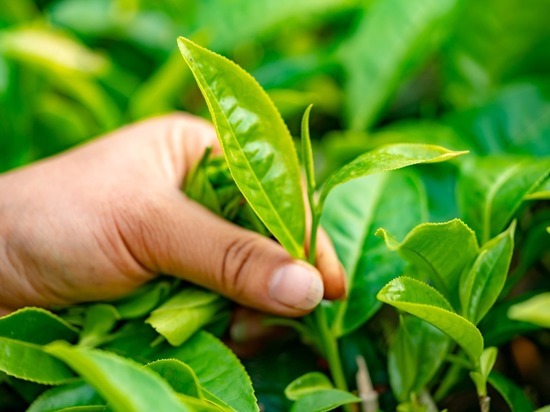 Владимир Путин рекомендовал приравнять кубанские чайные плантации к особо ценным угодьям