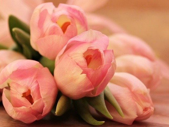 Тюльпаны остаются самыми популярными цветами на 8 марта в Йошкар-Оле