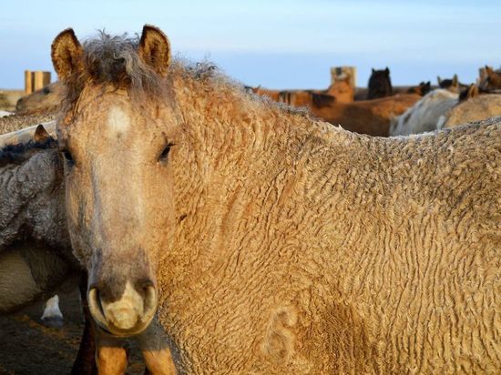 Ученые из США приедут в Забайкалье искать родину кучерявых лошадей