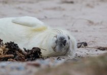 В течение нескольких лет в местах обитания гренландского тюленя в России сокращается количество льда, это может привести к исчезновению целого вида на территории страны