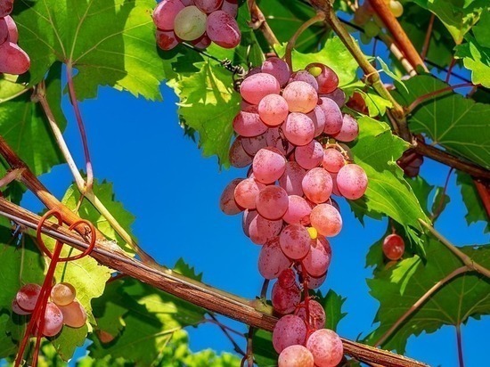 Производство виноградного сока запустят в Ингушетии