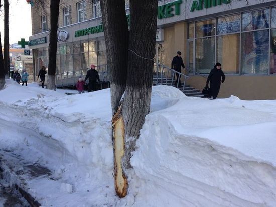 В Кемерове снова кромсают деревья при уборке снега с газонов