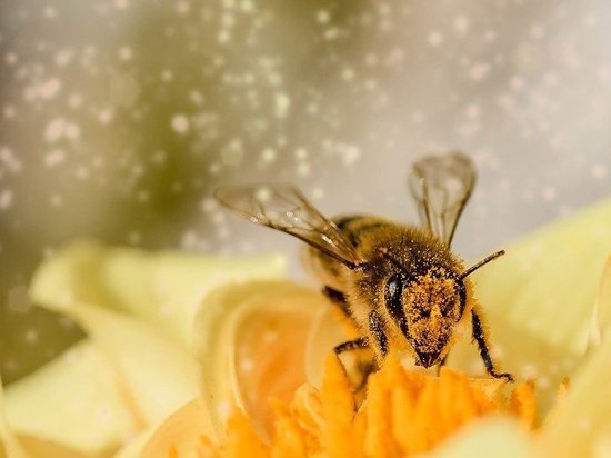 Орловские пчелы оказались заражены паразитами